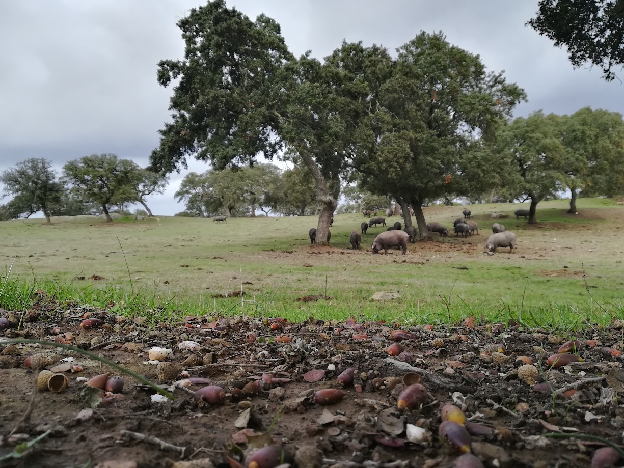 ENGORDA DE PORCO  ALENTEJANO EM  MONTANHEIRA